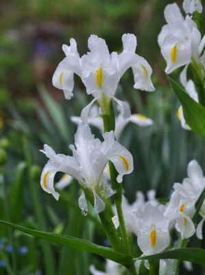 Centro Bambú, Floristería Alba en Ferrol, Servicio de Envío de Flores, Centro de Flores de Regalo, Flores de Regalo a Domicilio