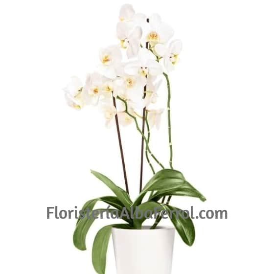 Orquídea Blanca plata