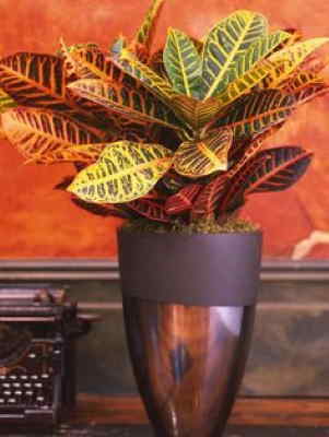 Planta Croton, Planta para Oficina, Planta de Decoración, Planta para Regalar, Comprar Flores Online, Floristería Online