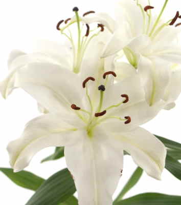 Ramos Flores Finlandia, Floristería Online, Arreglos Florales, Ramos de Flores para Regalar, Flores Blancas, Comprar Flores, Flores en Ferrol