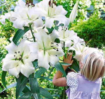 Ramos Flores Finlandia, Floristería Online, Arreglos Florales, Ramos de Flores para Regalar, Flores Blancas, Comprar Flores, Flores en Ferrol