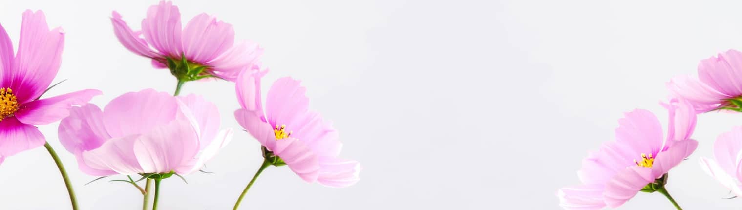 Contacto Floristeria Alba